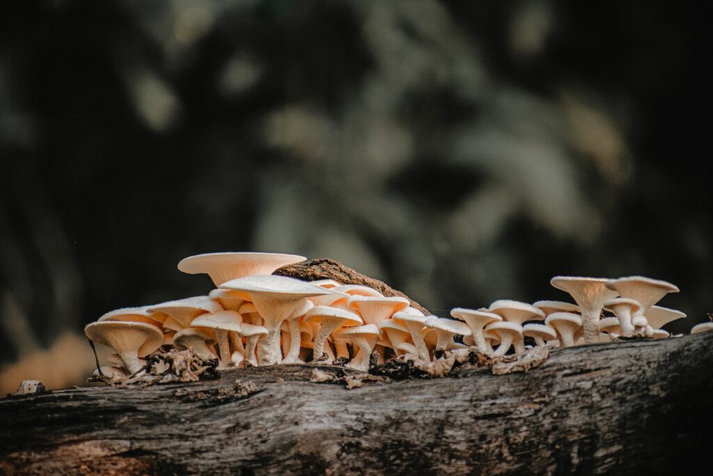 Mushrooms growing on a log before they are turned into one of the best supplements for exercise. 