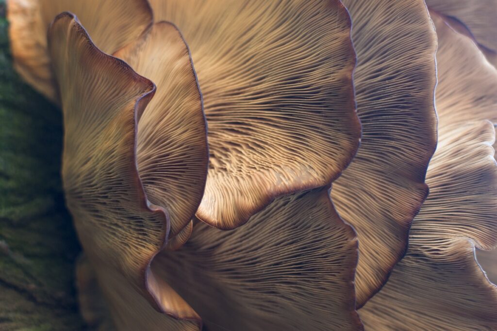 Up close photo of an agrikon mushroom — one of the oldest mushrooms in the world. 