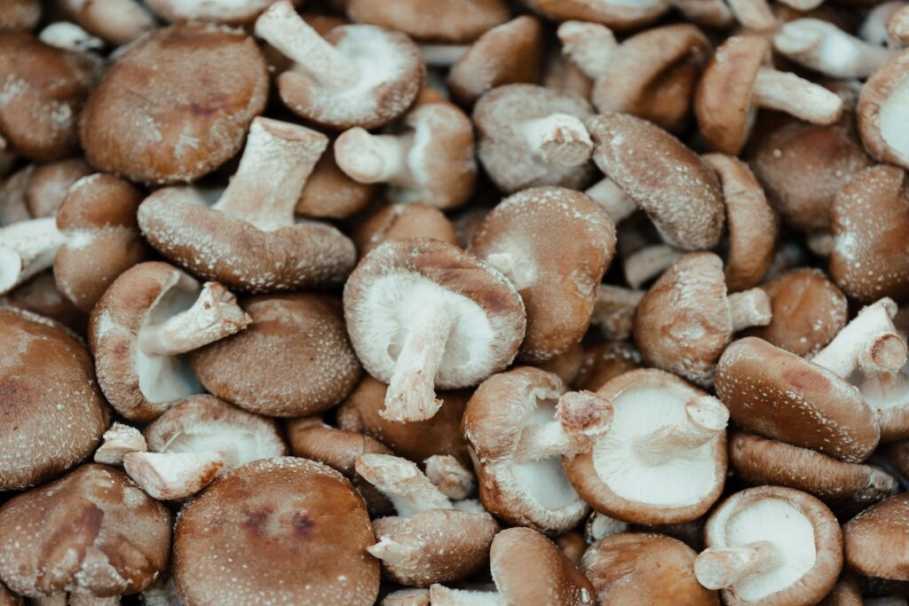 Shiitake mushrooms are one of the most popular mushrooms on National Mushroom Day. 