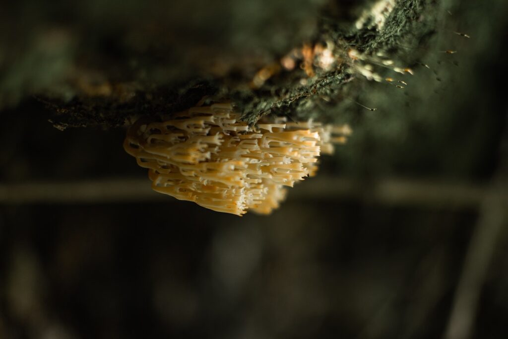 Lion's mane mushrooms growing on a tree. 