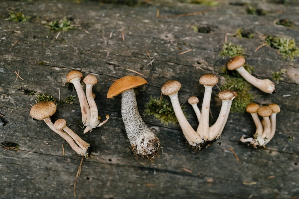 Blazei mushrooms on a tree trunk. 