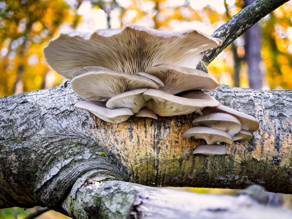 Maitake mushrooms growing on a tree. 
