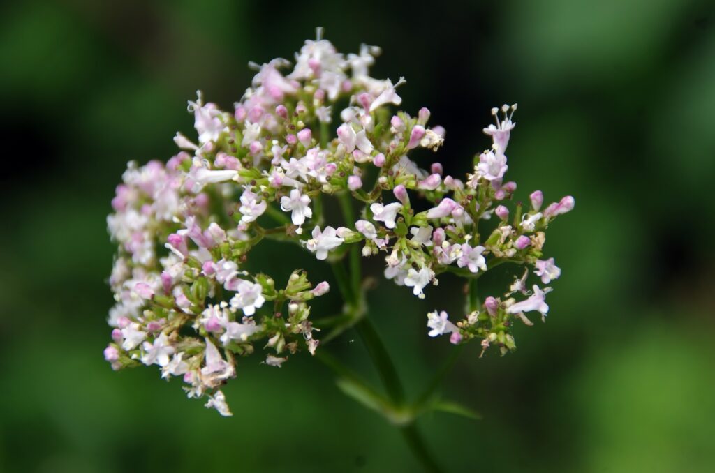 Valerian root is a helpful plant that can help you sleep. 