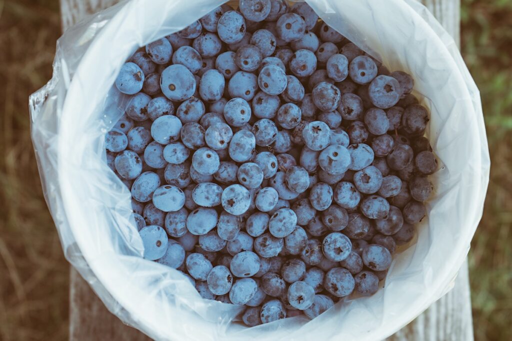 Blueberries in a basket on a farm during the month of July — National Blueberry Month.