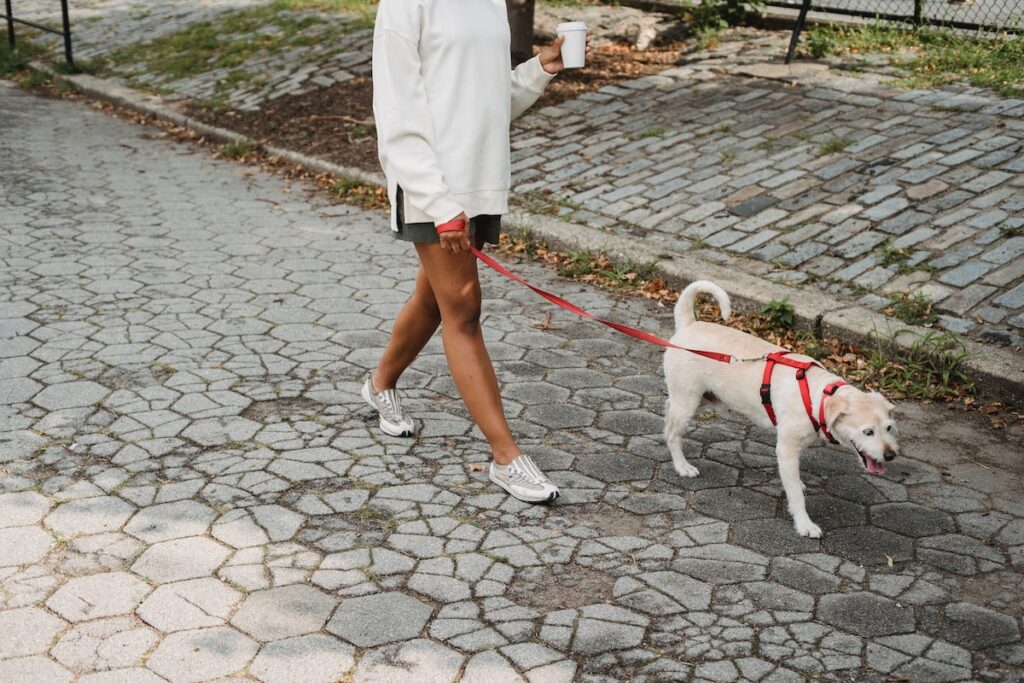 Woman taking her dog for a walk while holding a cup of coffee.