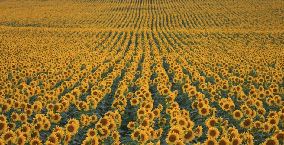 A field of sunflowers during the August new moon.