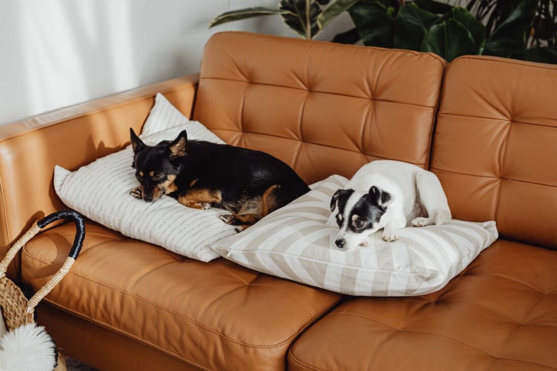 Two dogs on a couch. 