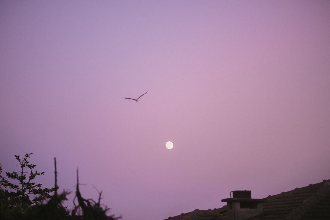 Full moon up in a pink sky.