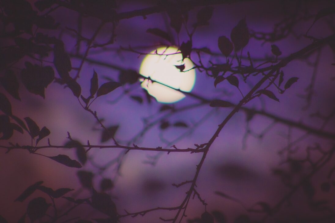 Moon through the trees. 