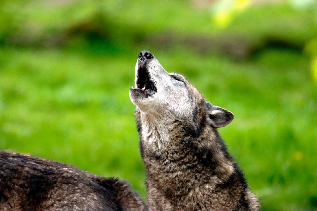 Wolf howling at the moon. 