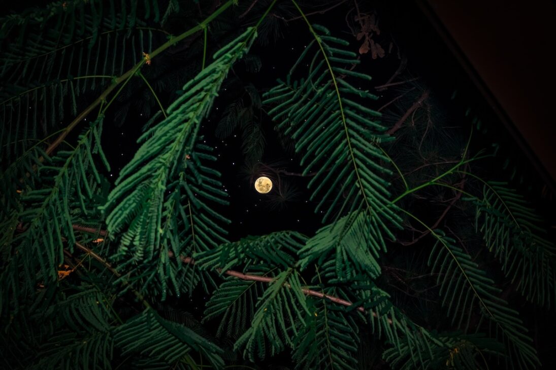 Full moon through the tree limbs. 