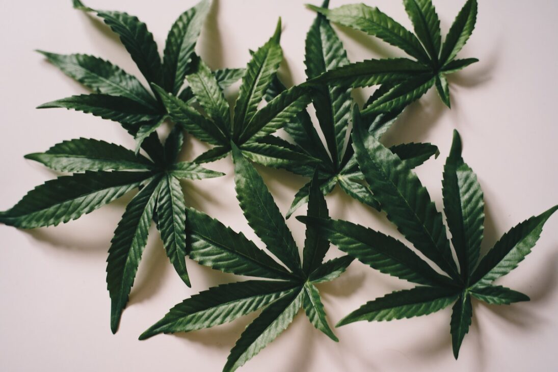 Cannabis plant leaves. 