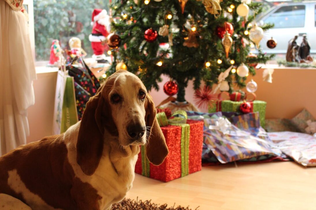 Four legged friends deserve a spot on the holiday gift guide too!