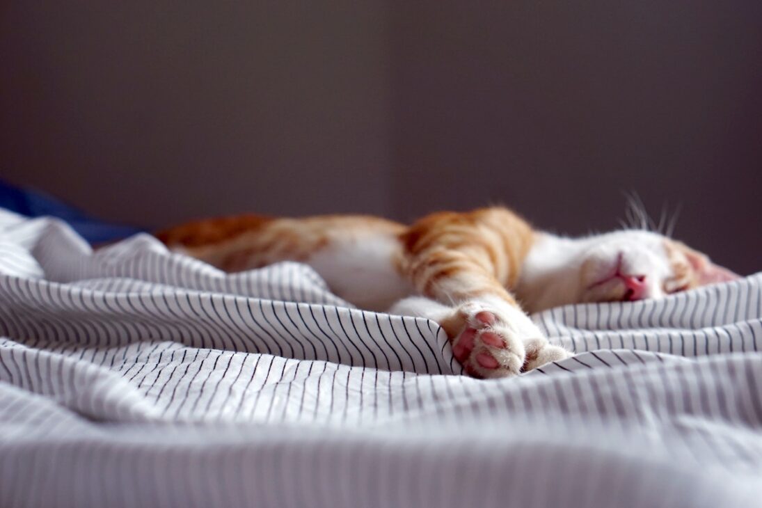 Take a cat nap.