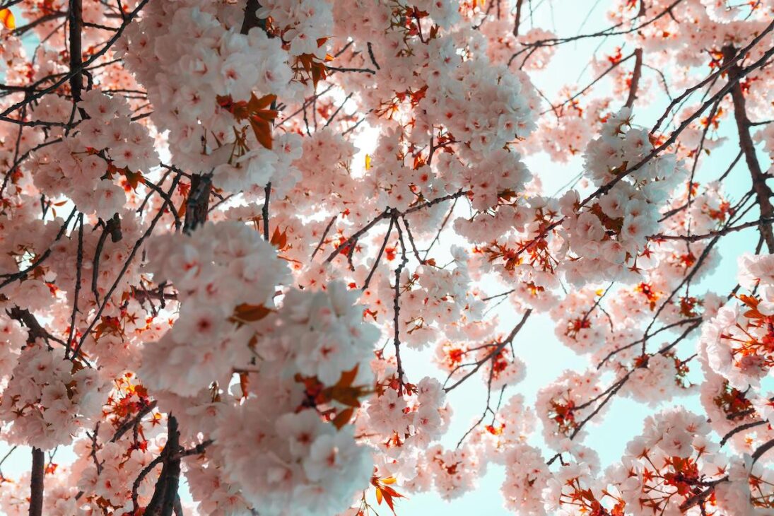 Cherry blossoms during the springtime 